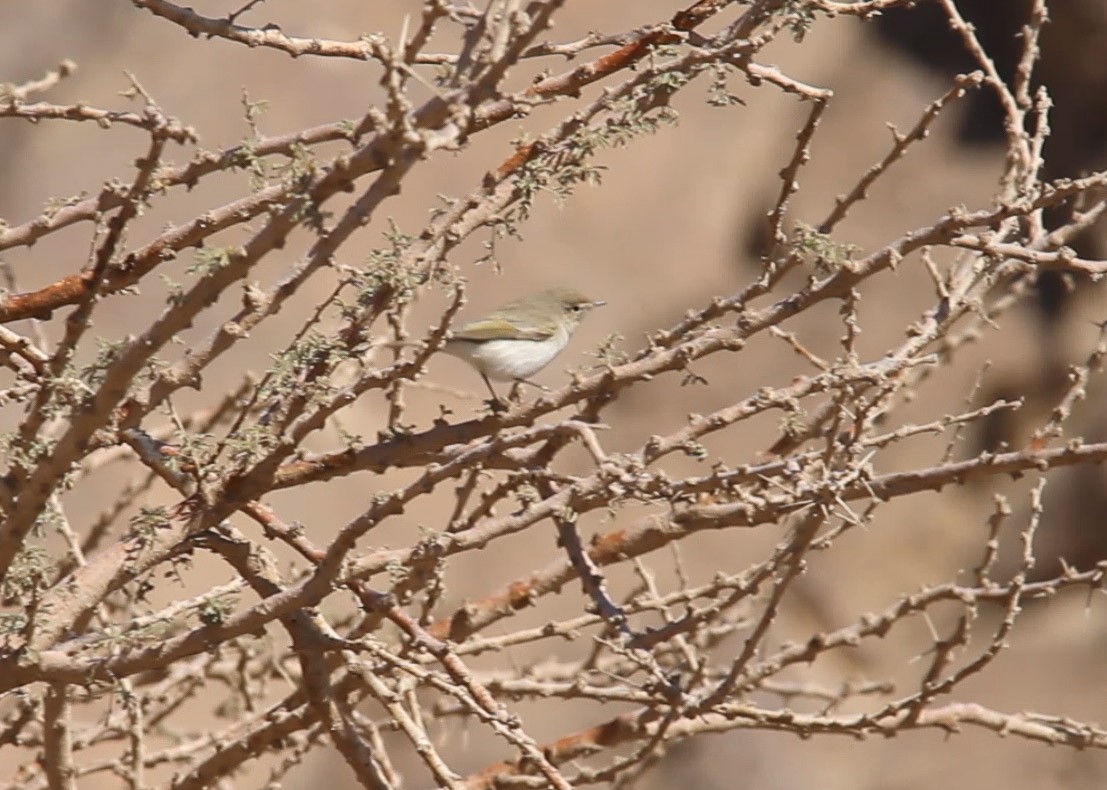 Mosquitero Oriental - ML391332111