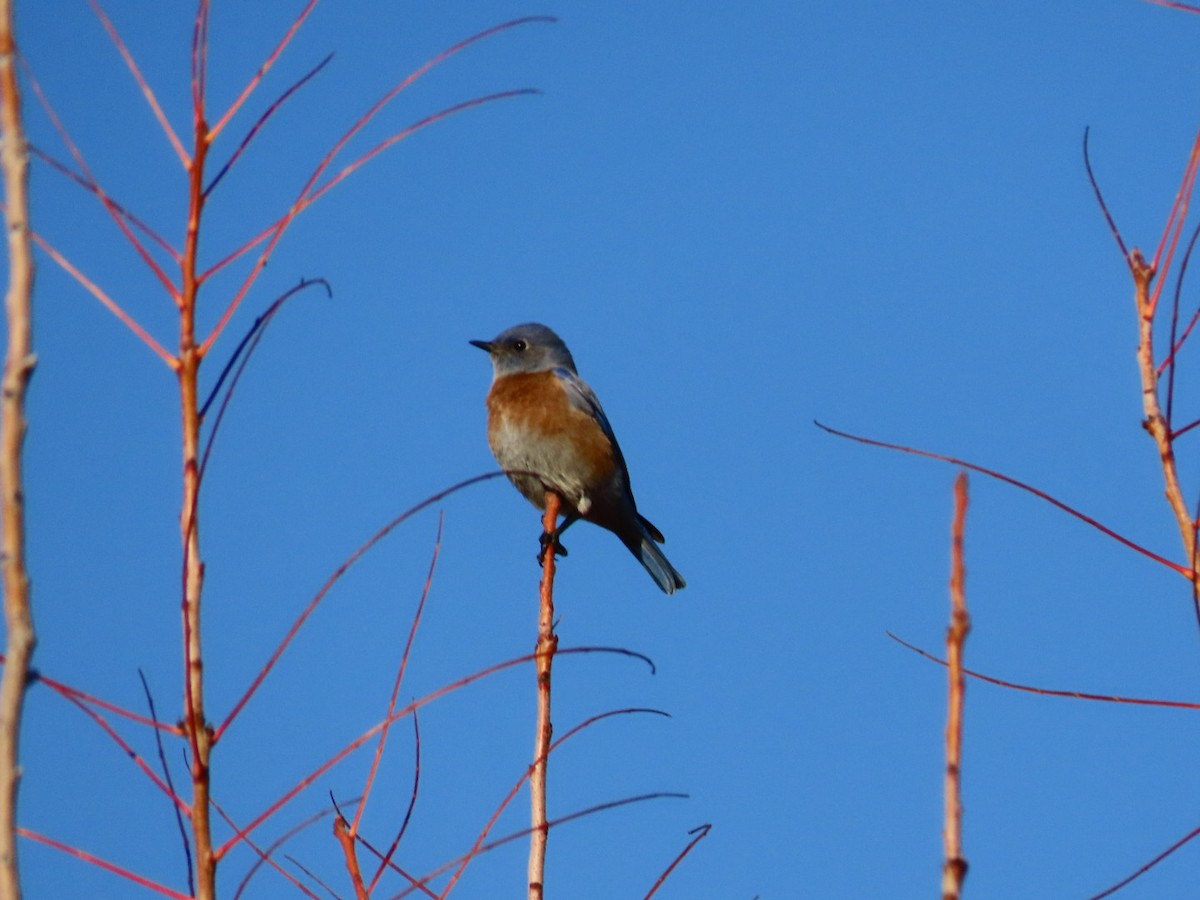 Western Bluebird - ML391332161