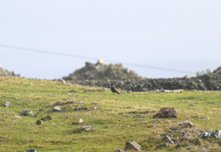 Ring Ouzel (Northern) - ML391332411