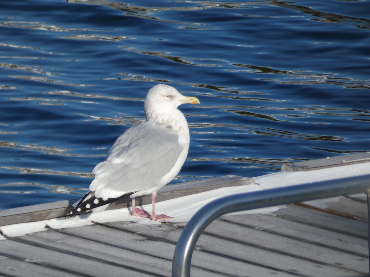 American Herring Gull - ML391332451