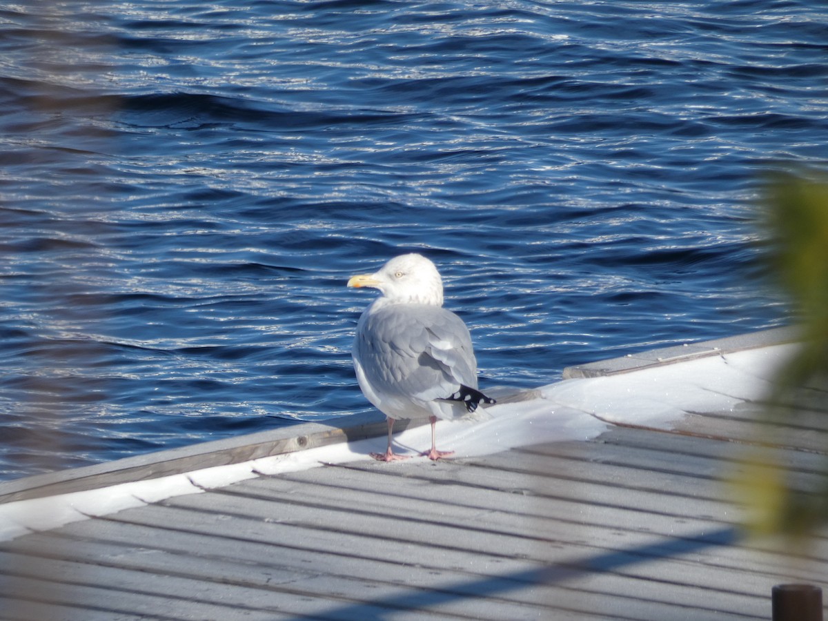 American Herring Gull - ML391332461