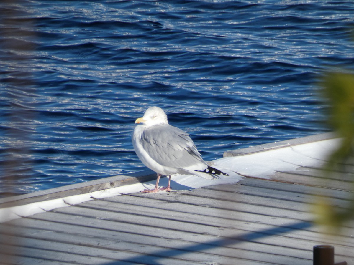American Herring Gull - ML391332471