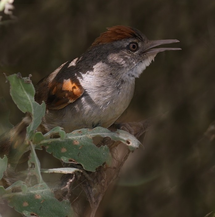 Rio Orinoco Spinetail - David Ascanio