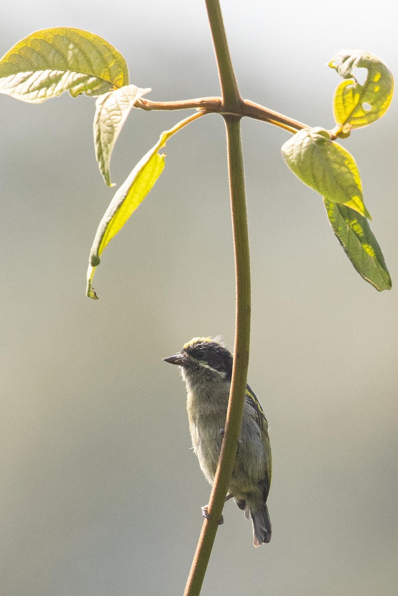 Western Tinkerbird - ML391333111