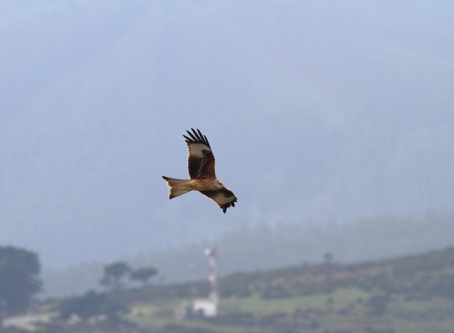 Red Kite - ML391333671