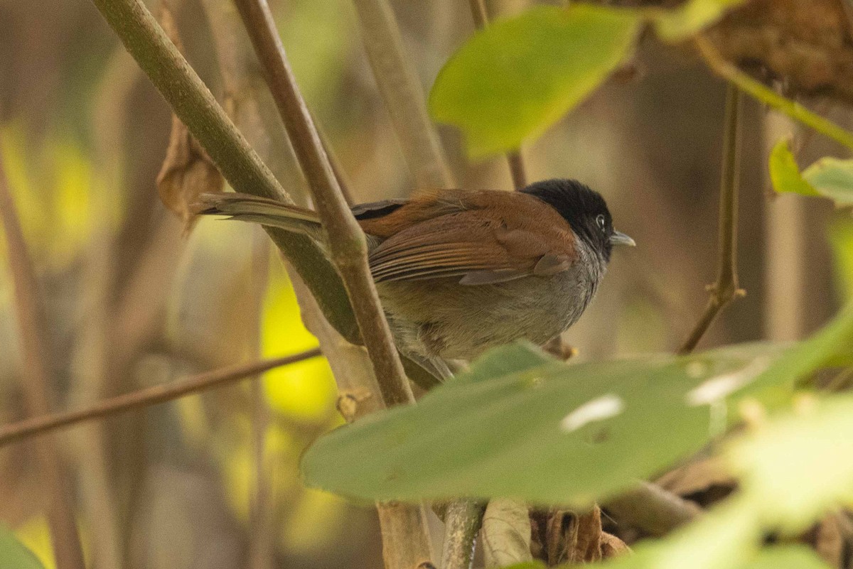 Rwenzori Hill Babbler - ML391333681