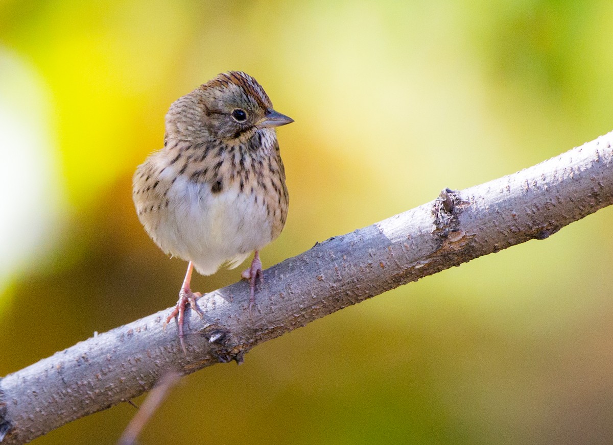 Lincoln's Sparrow - ML39133481