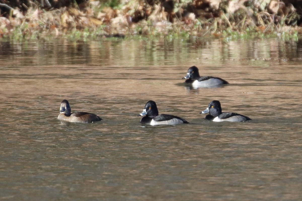 Ring-necked Duck - ML391334861