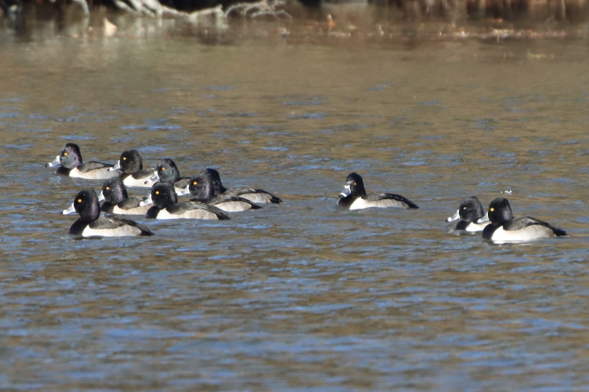 Ring-necked Duck - ML391334881