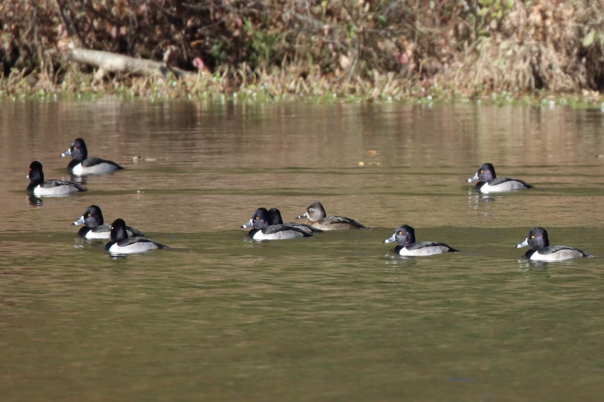 Ring-necked Duck - ML391334891