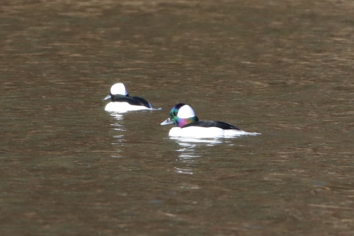 Bufflehead - ML391334951