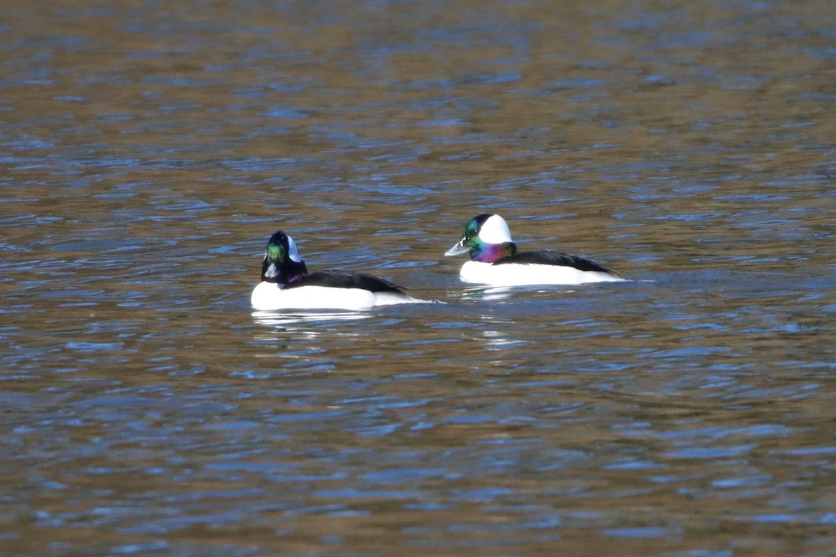 Bufflehead - ML391334981
