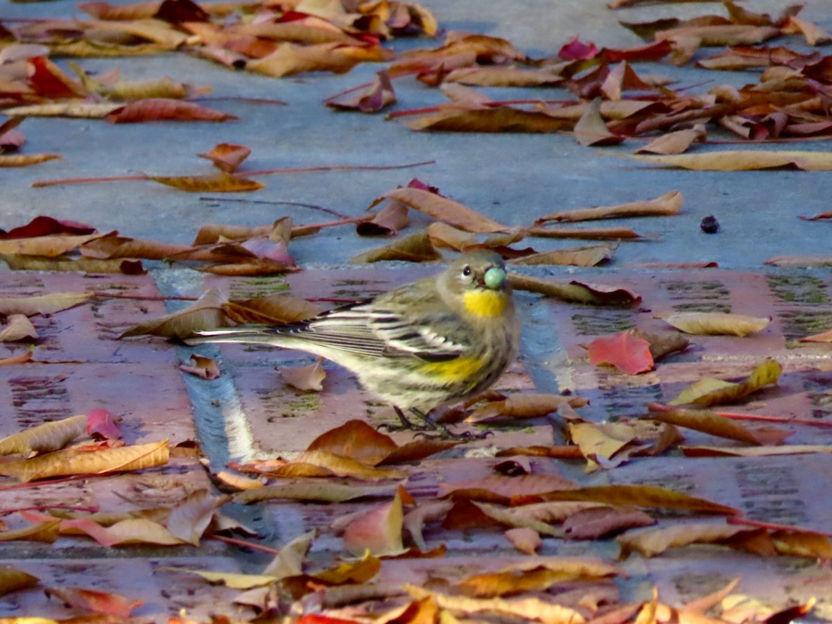 Yellow-rumped Warbler - ML391335321