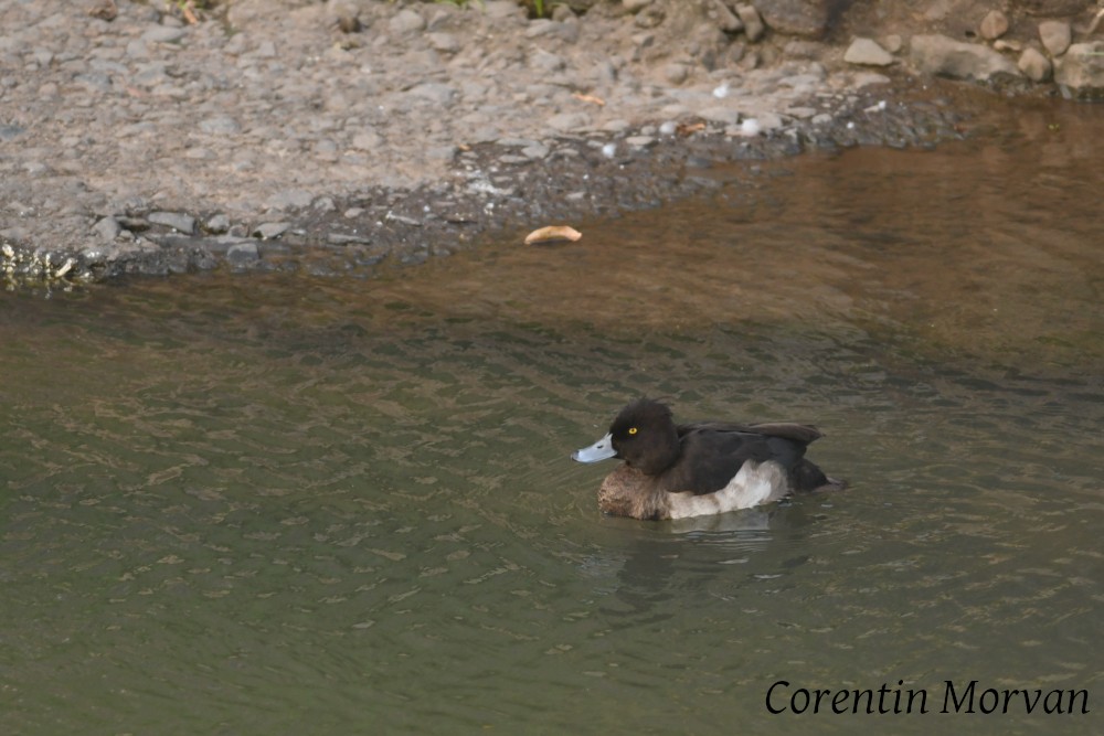 Tufted Duck - ML391335601