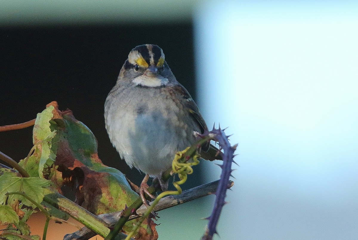 White-throated Sparrow - ML391335611