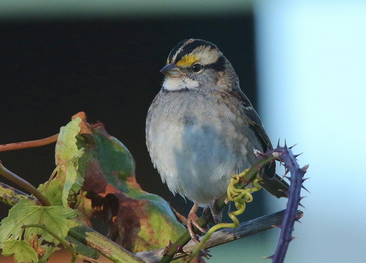 White-throated Sparrow - ML391335621