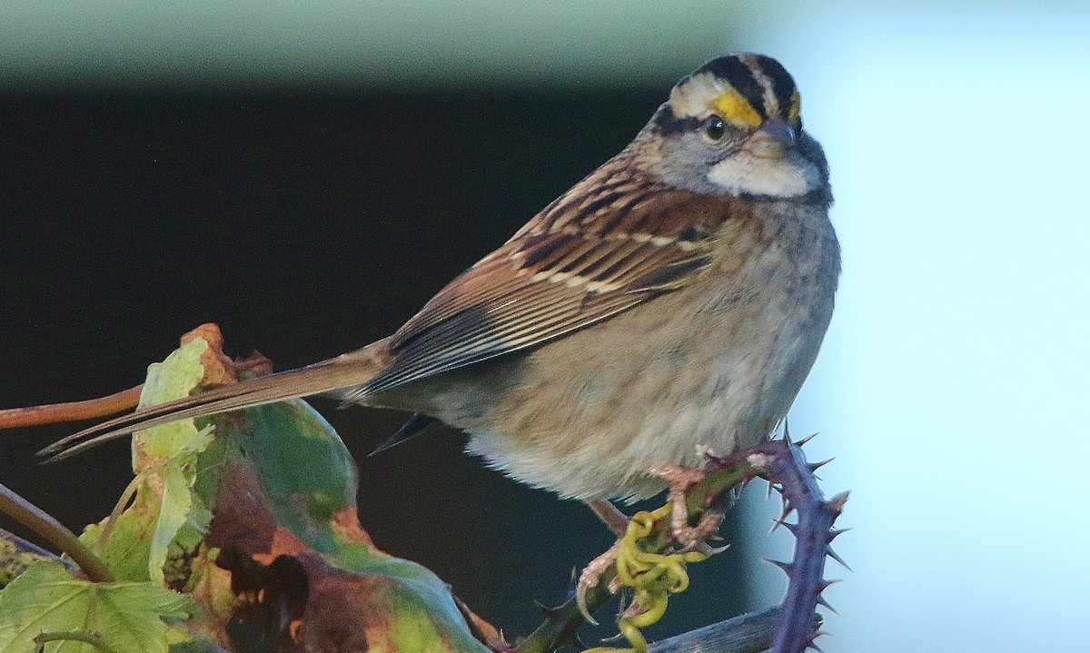 White-throated Sparrow - ML391335661