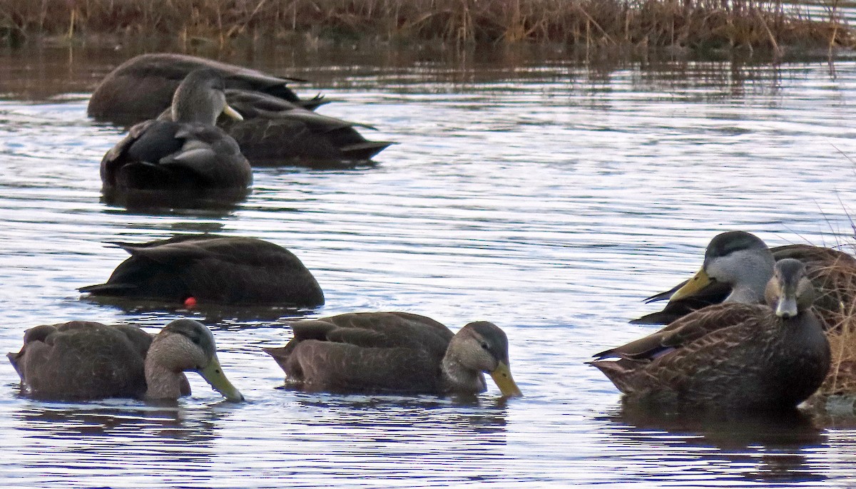 American Black Duck - ML391336511