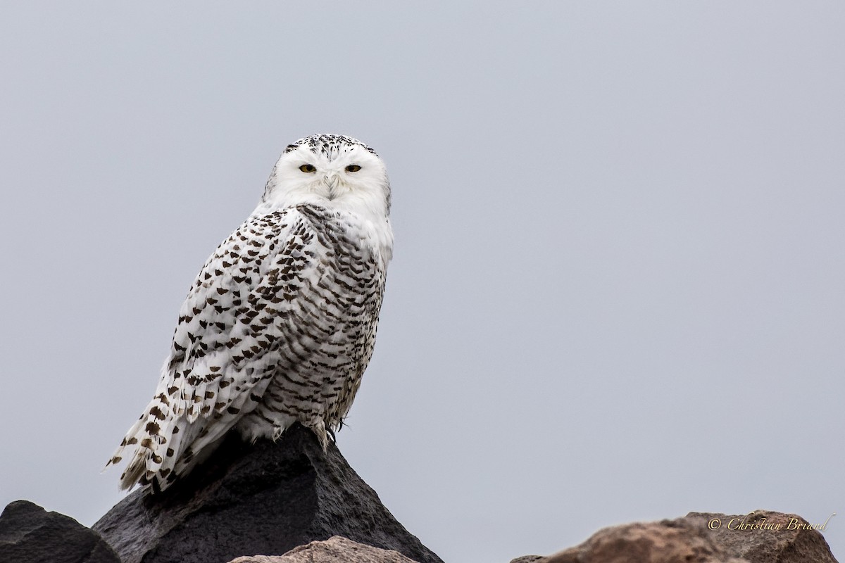 Snowy Owl - Christian Briand