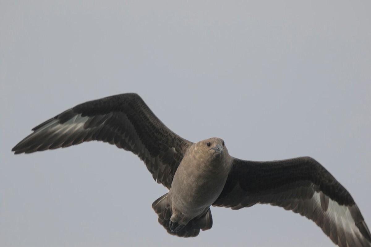 South Polar Skua - ML39133681