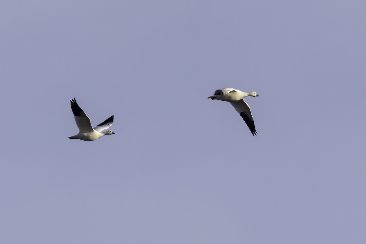 Ross's Goose - ML391338651