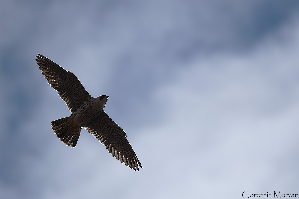 Peregrine Falcon - ML391338701