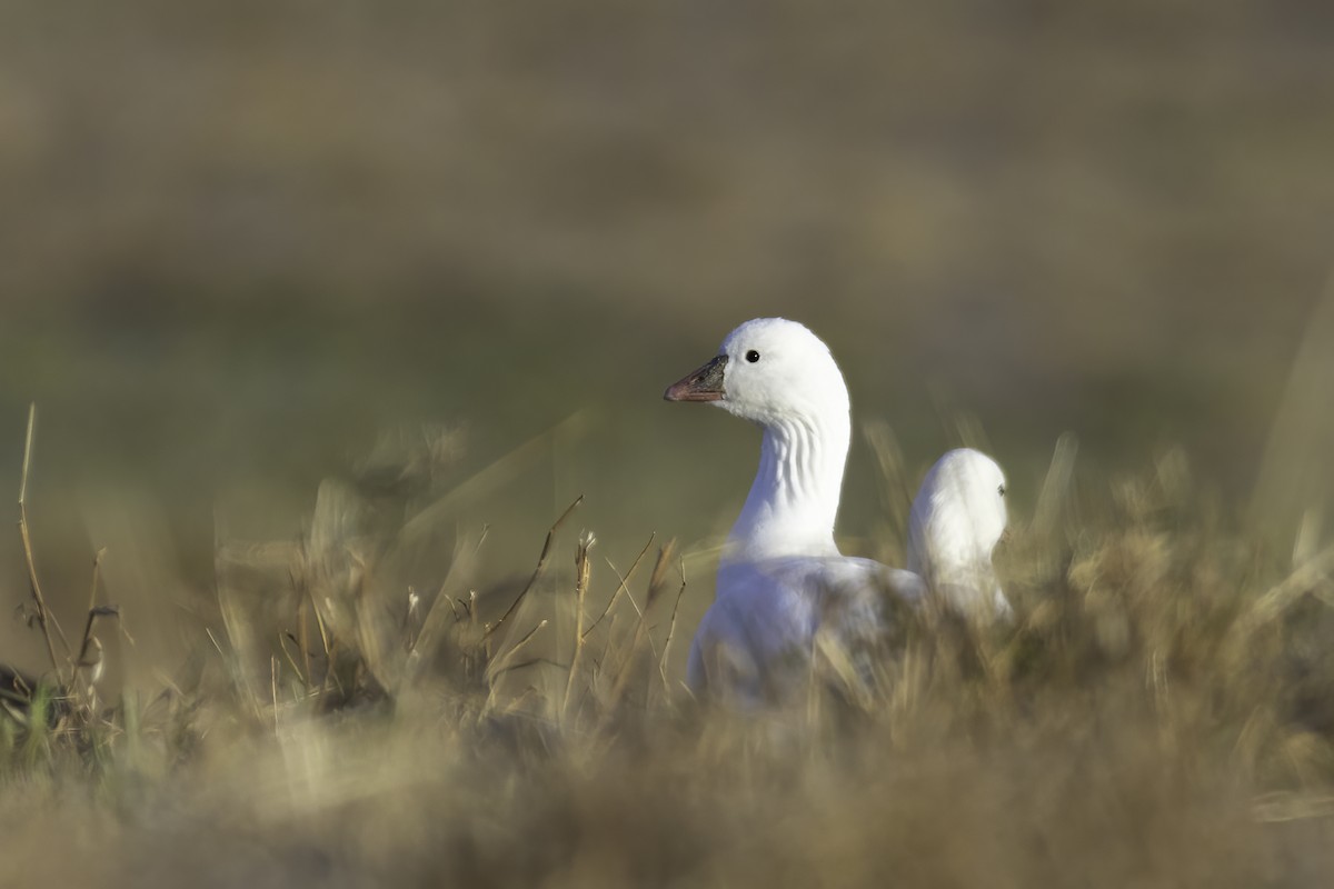 Ross's Goose - ML391338721