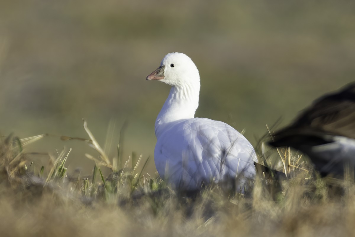 Ross's Goose - ML391338731