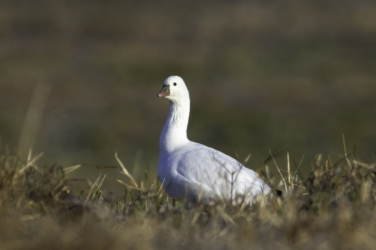 Ross's Goose - ML391338741
