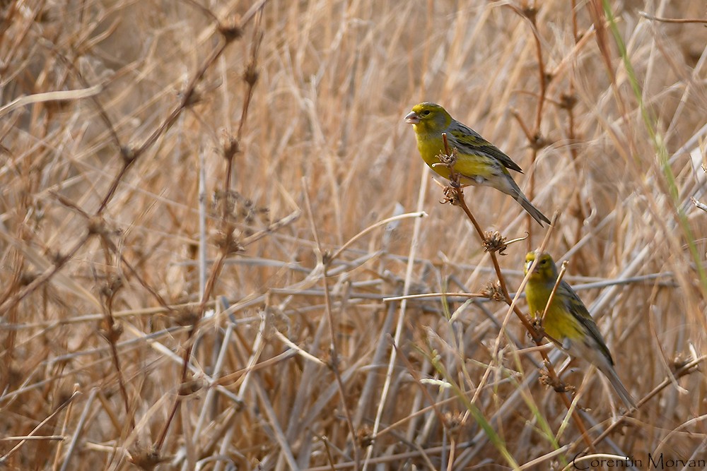 Island Canary - ML391338751