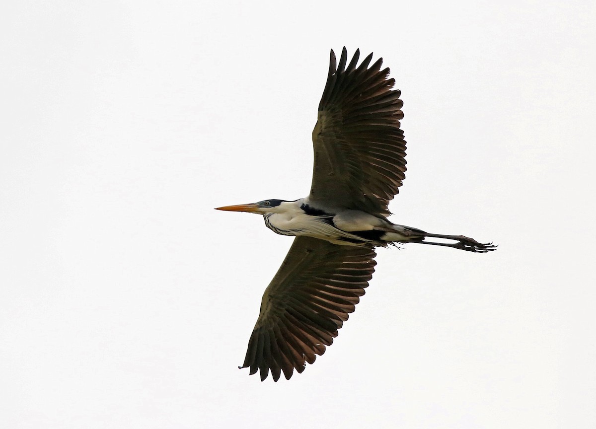 Cocoi Heron - Roger Ahlman