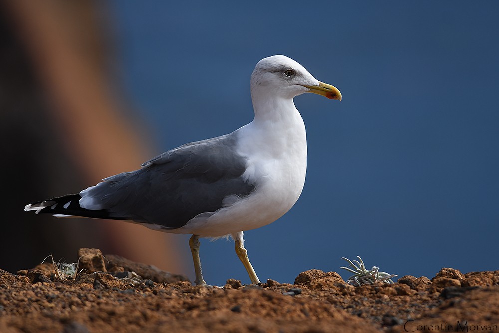 Yellow-legged Gull - ML391338861