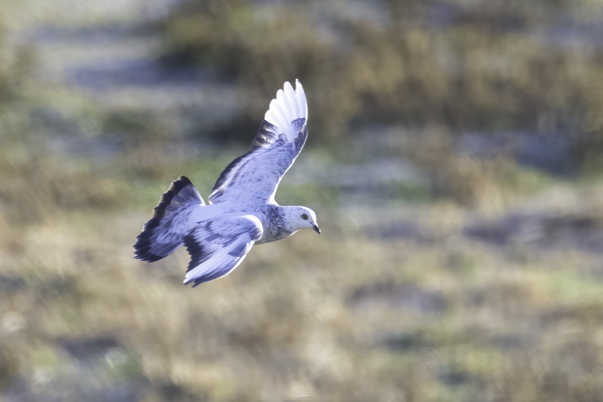 Rock Pigeon (Feral Pigeon) - ML391338991