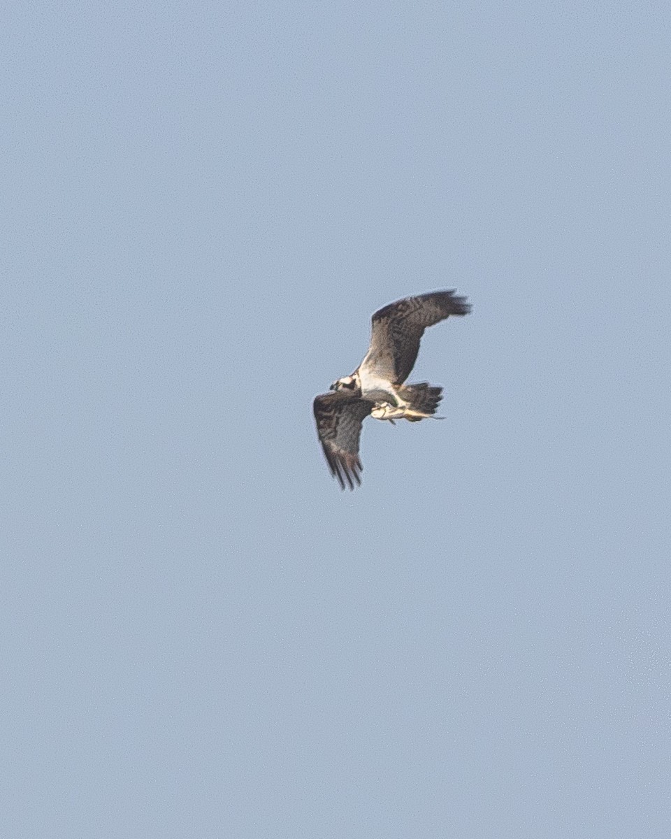 Águila Pescadora - ML391341211