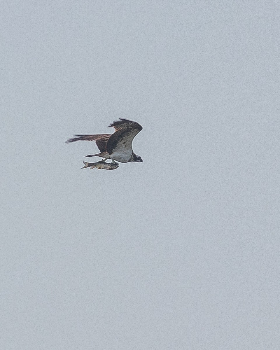 Águila Pescadora - ML391341221