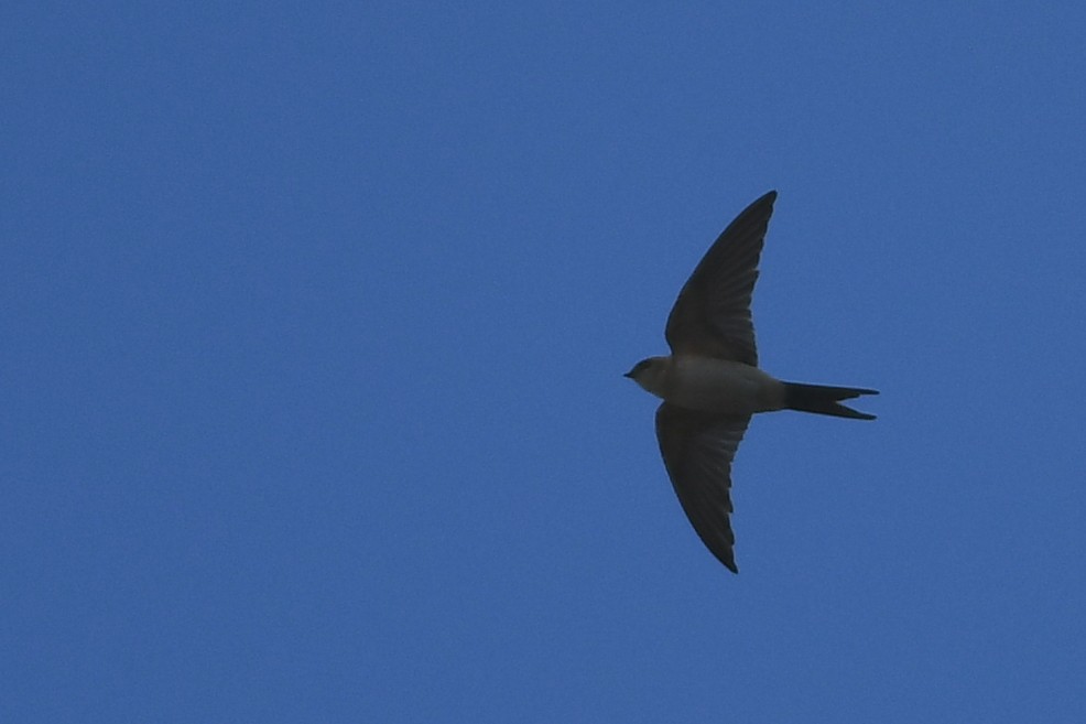 Red-rumped Swallow - ML391341681