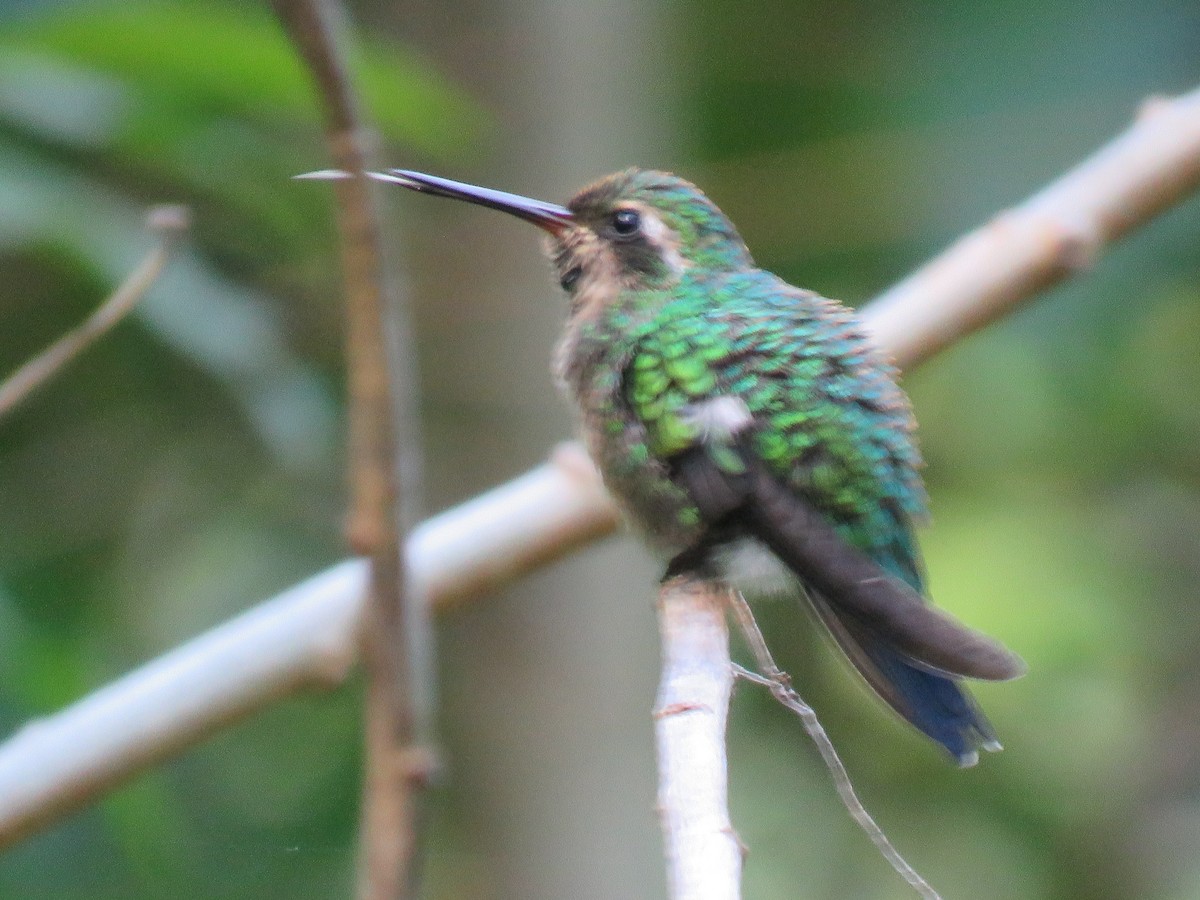 Glittering-bellied Emerald - ML391341771