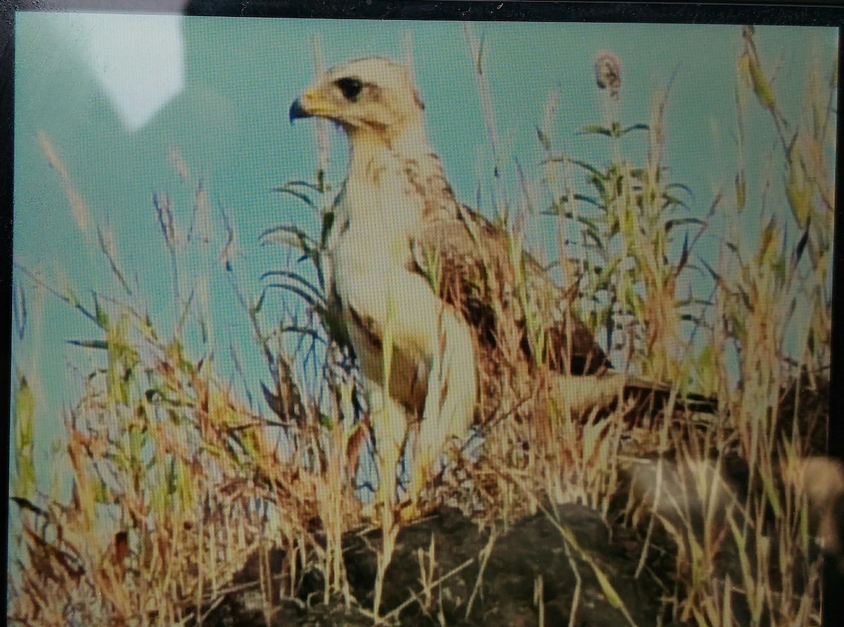 White-eyed Buzzard - ML39134191