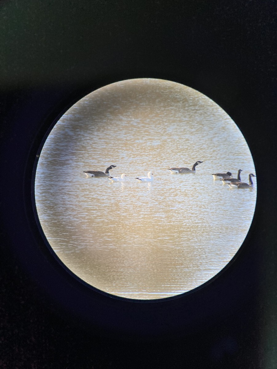 Ross's Goose - ML391342261