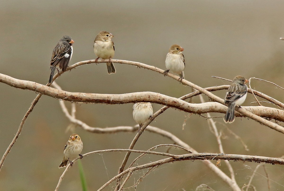 Chestnut-throated Seedeater - ML39134311