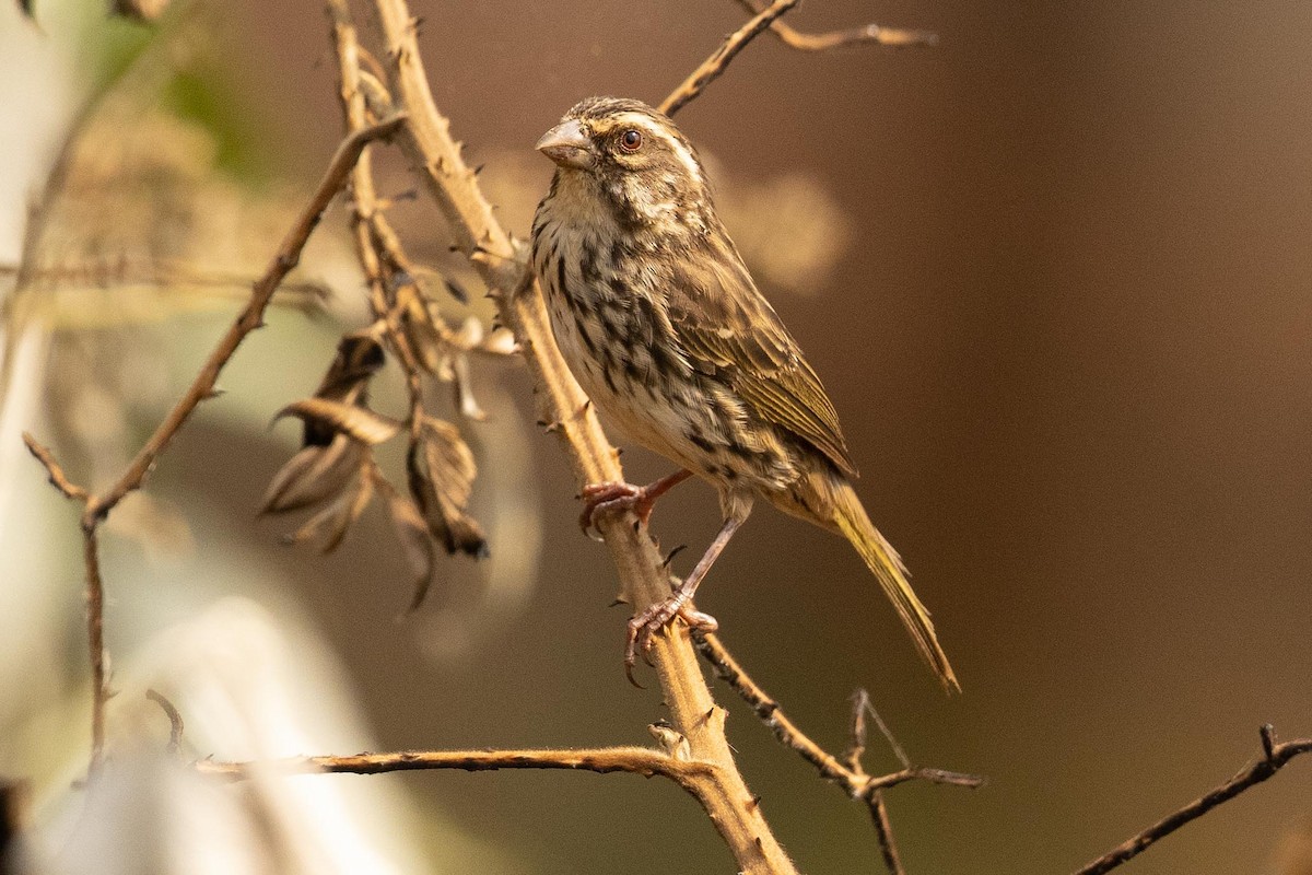 Streaky Seedeater - ML391344251