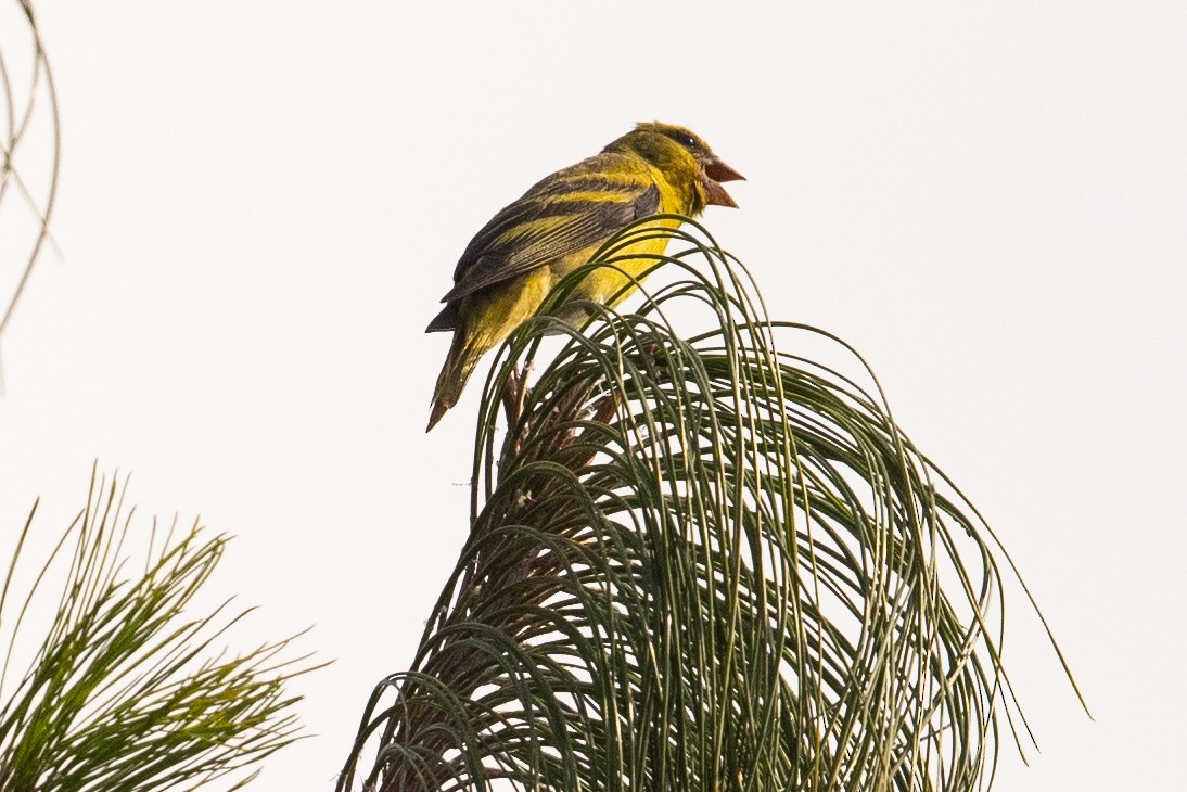 Yellow-crowned Canary - ML391344841