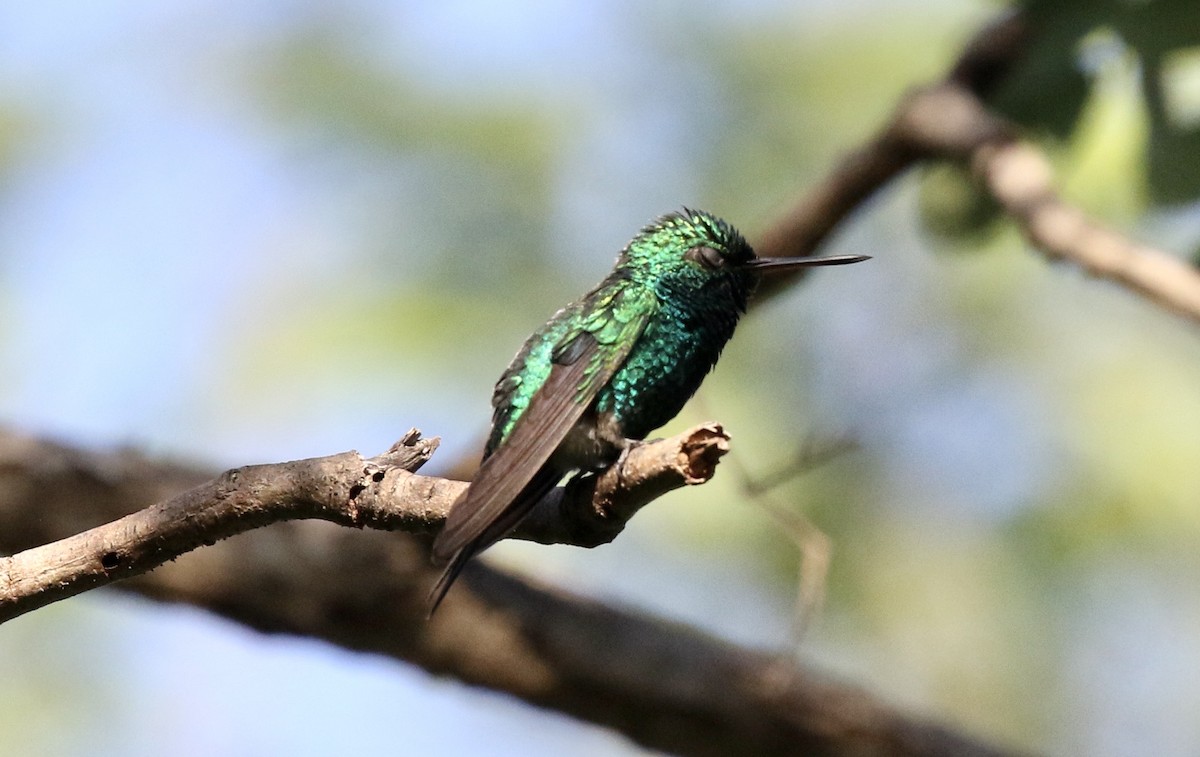 Red-billed Emerald - ML391346111