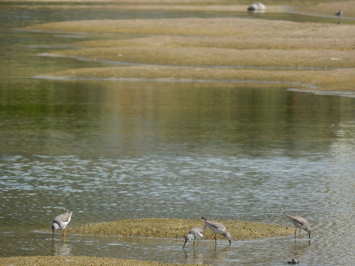 Stilt Sandpiper - ML391346171