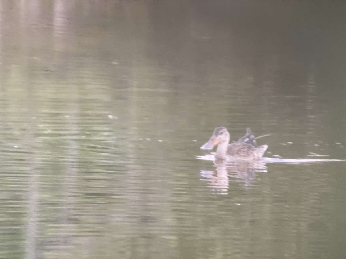 Northern Shoveler - ML391347751