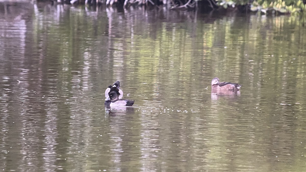 Ring-necked Duck - ML391347891
