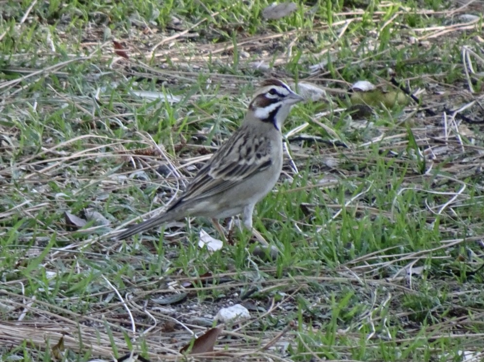 Bruant à joues marron - ML391349201