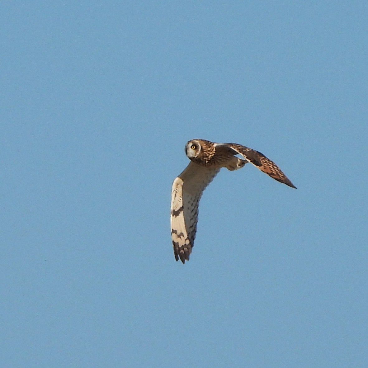 Short-eared Owl - ML391349651