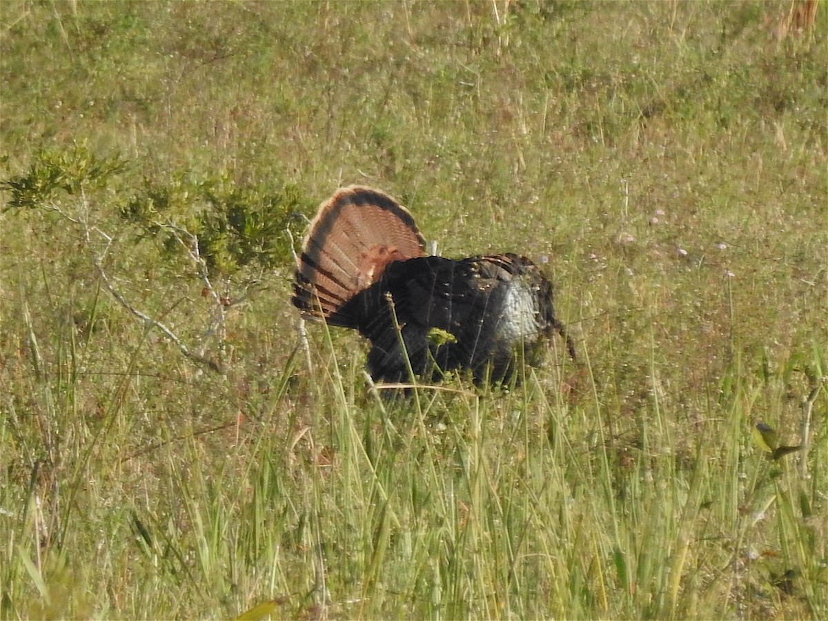 Wild Turkey - ML391353301