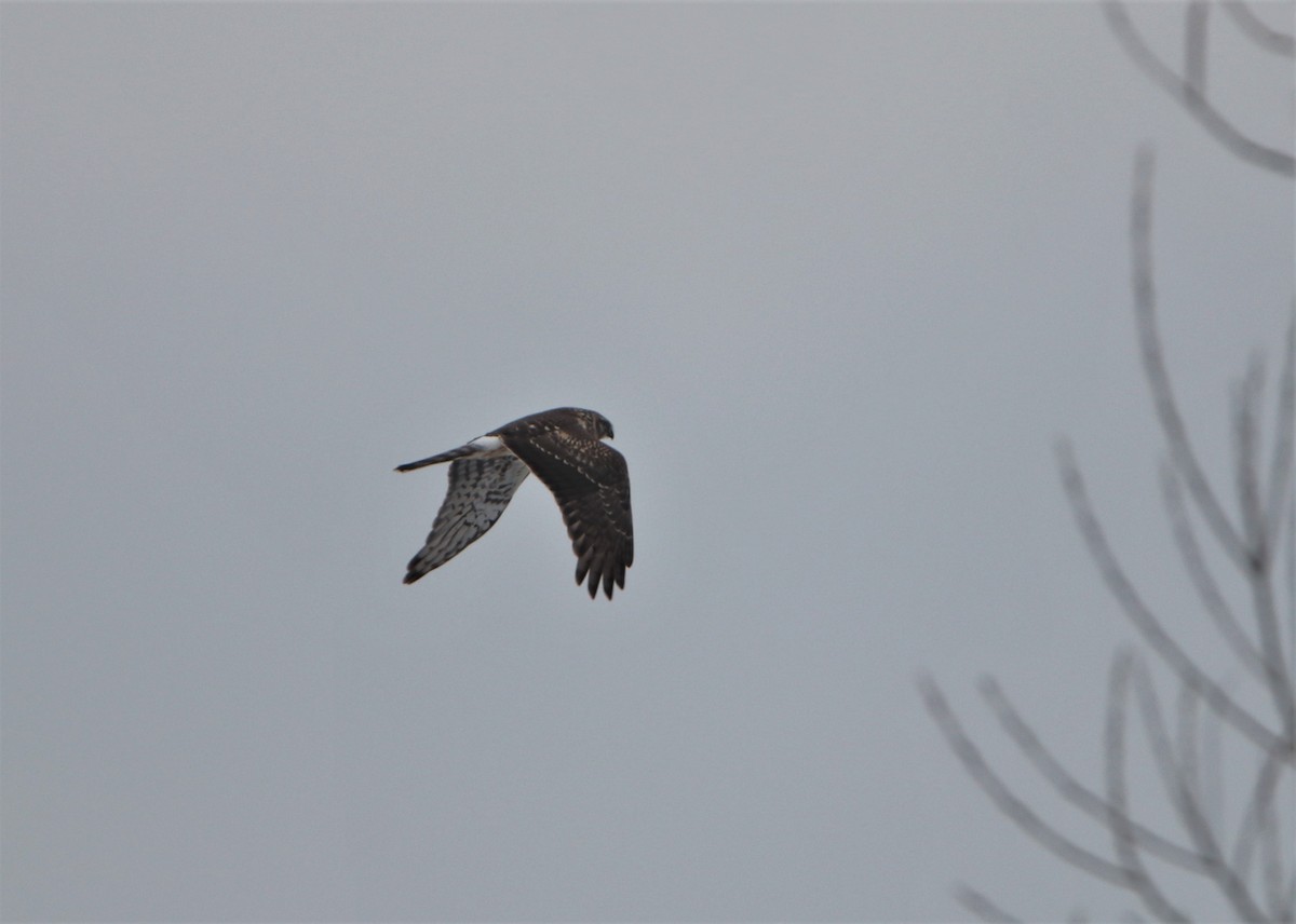 Hen Harrier - ML391355111